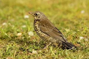 Fieldfares: Fieldfare - Young on grass