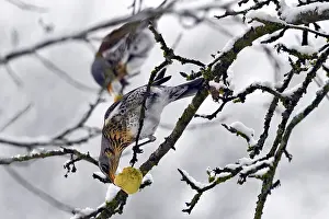 Fieldfare: Fieldfare(Turdus pilaris) feeding on apples in winter
