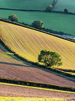Devon: Fields and Farmlands over Labrador Bay, Devon, England