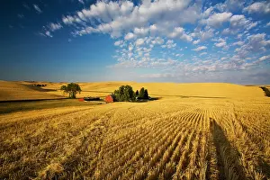 Tranquility: Fields at harvest time, Palouse Country