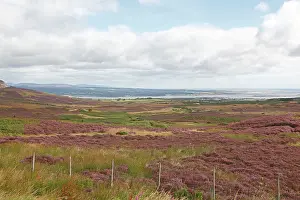 Firth: Fields of Heather - view point over Dornoch Firth
