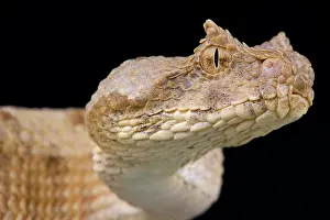 Emirates: Field's horned viper (Pseudocerastes fieldi), Saudi