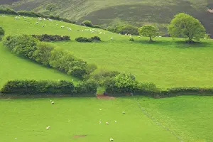 Pastural: Fields around Malmsmead