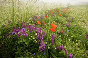 Vetch: Fields full of narrow-leaved vetch, poppies, cornflowers
