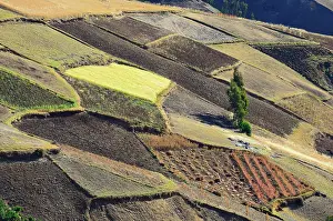 Plowed: Fields with quinoa (Chenopodium quinoa) and other