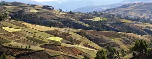 Plowed: Fields of quinoa (Chenopodium quinoa) and other