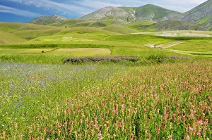 Cornflowers: Fields full of Sainfoin, cornflowers and other
