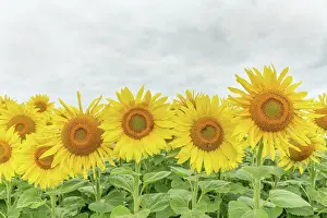 100722: Fields of sunflowers (Helianthus annuus) Alsace