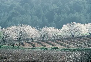 Frederic Rolland: Fields with trees in blossom