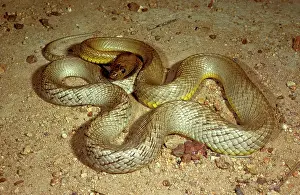 Oxyuranus: Fierce snake / Western Taipan / Inland taipan