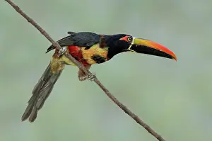 Aracari: Fiery-billed Aracari