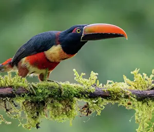 Shade: Fiery-billed Aracari (Pteroglossus frantzii), Ch