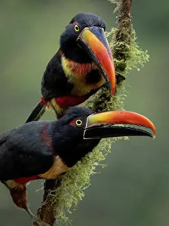 Shade: Fiery-billed Aracari (Pteroglossus frantzii), Ch