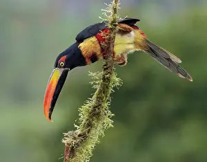 Shade: Fiery-billed Aracari (Pteroglossus frantzii), Ch