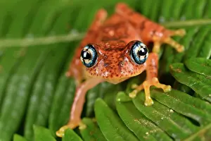 Andasibe: Fiery Bright-eyed Frog (Boophis pyrrhus), Andasibe