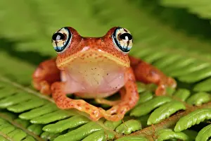 Andasibe: Fiery Bright-eyed Frog (Boophis pyrrhus), Andasibe