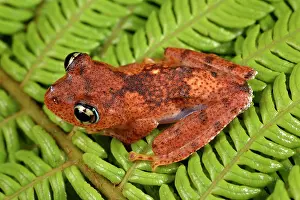 Andasibe: Fiery Bright-eyed Frog (Boophis pyrrhus), Andasibe