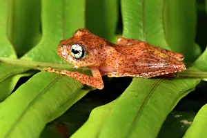 Andasibe: Fiery Bright-eyed Frog (Boophis pyrrhus), Andasibe