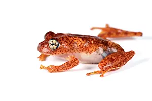Andasibe: Fiery Bright-eyed Frog (Boophis pyrrhus) on white