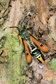 Clearwing: Fiery Clearwing - resting on tree bark