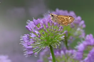 Gold: Fiery skipper on purple flowers, Kentucky