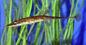 Spined: Fifteen-spined Stickleback