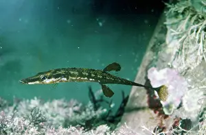 Spined: FIFTEEN-SPINED STICKLEBACK