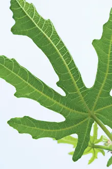 Ficus: Fig