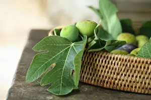 Ficus: Fig