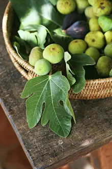 Ficus: Fig