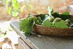 Ficus: Fig