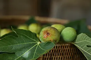 Ficus: Fig