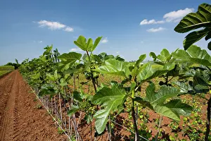 Makedonia: Fig