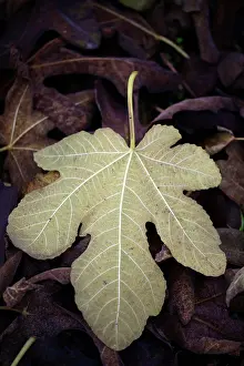 Ficus: Fig