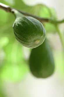 Ficus: Fig