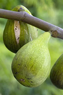 Dalmatia: Fig (Ficus carica) Dalmatia