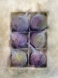 Ficus: Fig