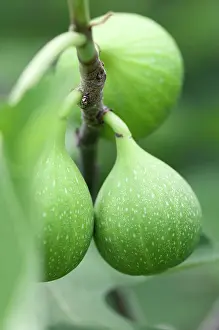 Ficus: Fig