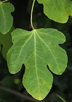 Figs: Fig leaf. Autumn