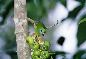 Figs: Fig Parrot - feeding on figs
