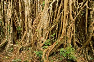 Figs: Fig roots - countless roots anchor and support