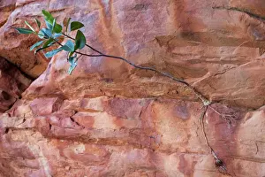 Figs: Fig sapling