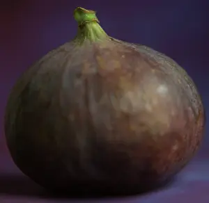 Figs: Fig - in studio