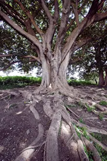 Figs: Fig Tree