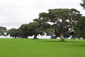 Figs: Fig Tree