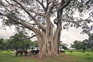 Figs: Fig Tree