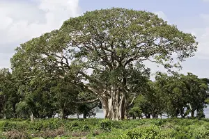 Figs: Fig Tree
