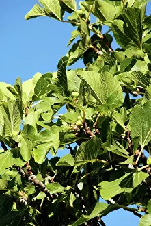 Important: Fig Tree
