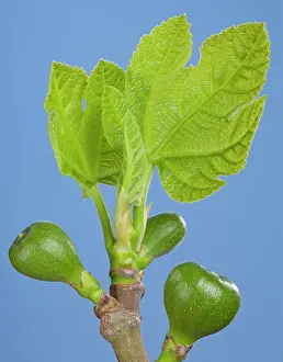 Figs: Fig Tree - bud, young leaves and figs in spring
