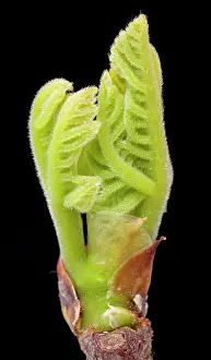 Carica: Fig Tree - bud and young leaves in spring